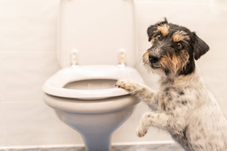 Understand your Doggy Diarrhea