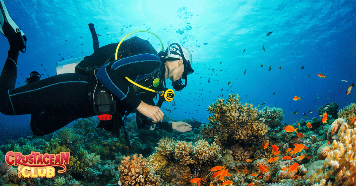 A diver pictured hunting for lobster