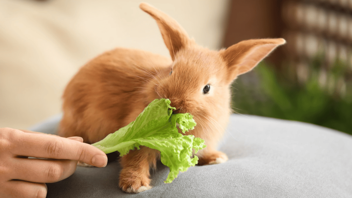 Supplements for Rabbits