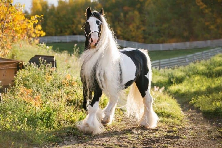 Gypsy horse on a pasture