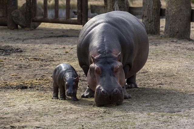 hippopotamus, calf, hippos