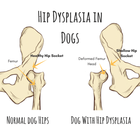 An illustration of hip dysplasia in dogs