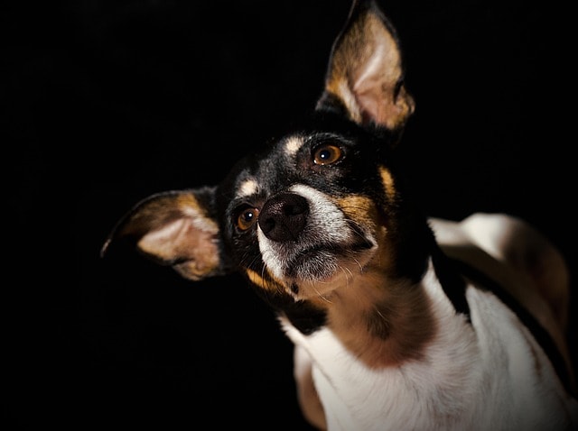 rat terrier, dog, animal, mammal, canine, pet, domestic, nature, portrait, companion, domestic animal