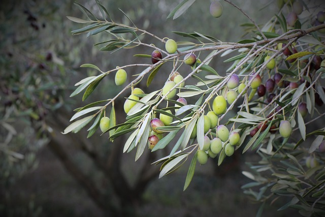 olive, olive trees, orchard