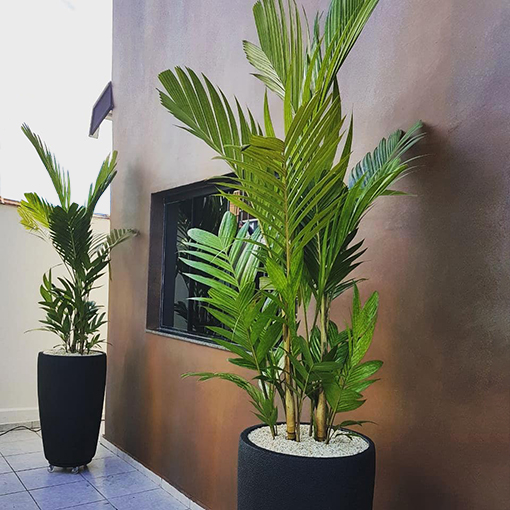 indoor palm plants, palm tree