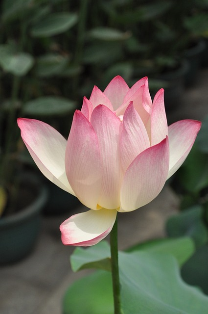 lotus, flower, plant