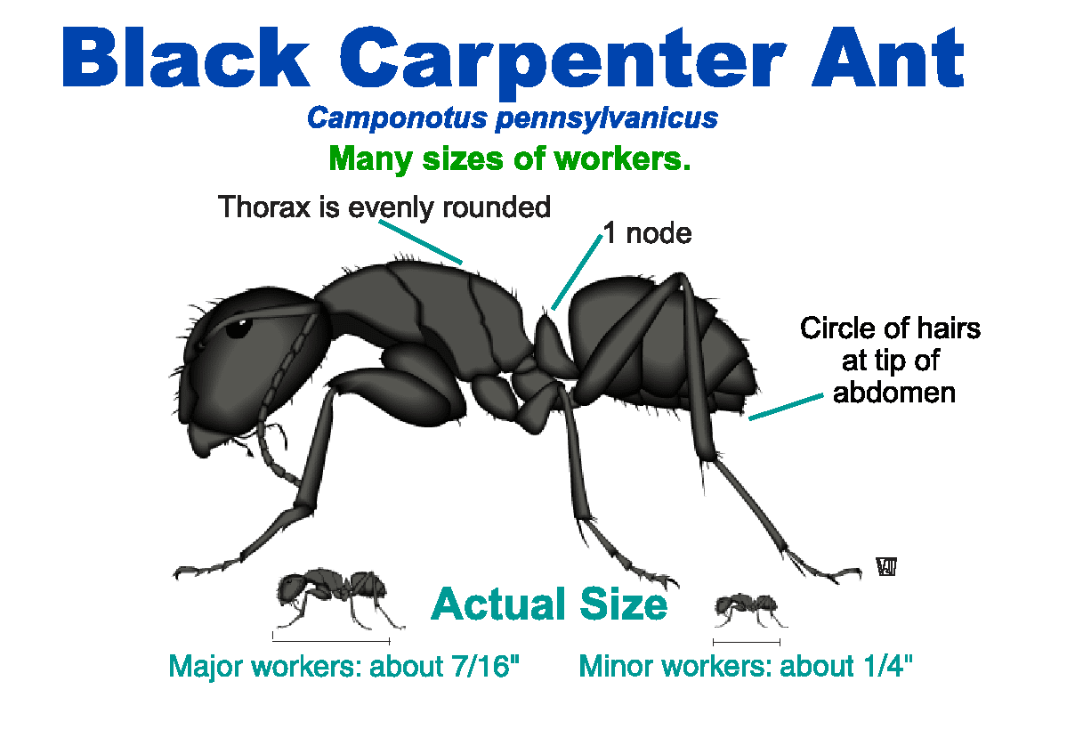 An illustration of Camponotus pennsylvanicus worker sizes.