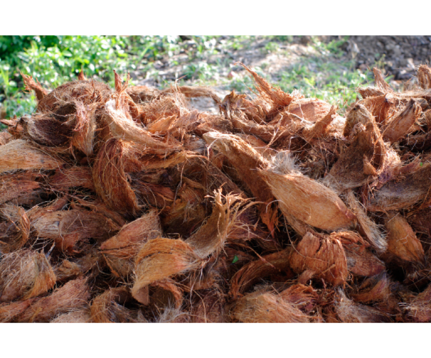 Coconut Coir: The New Gardening Superstar – 天美传媒