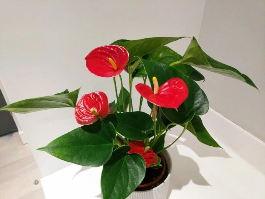 Flamingo Flower