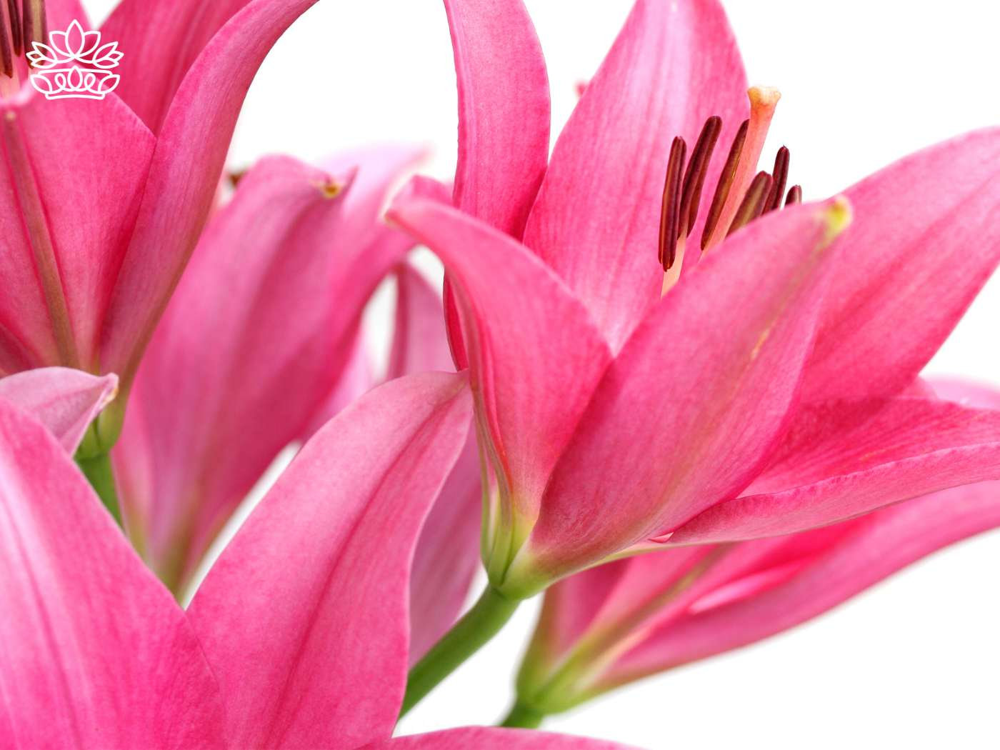 Close-up of vibrant pink lilies with delicate petals and prominent stamens, perfect for flower delivery. This image is featured in the Fabulous Flowers and Gifts - Lilies Collection