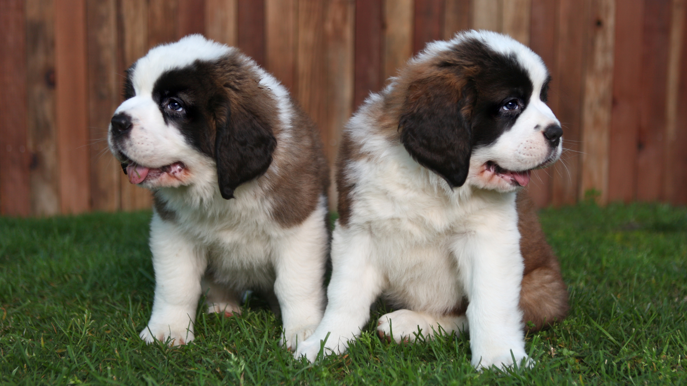 Two Saint Bernard Puppies