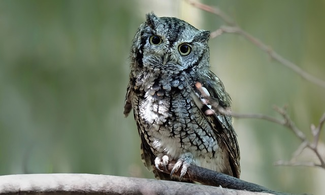 eastern screech owl, owl, perched