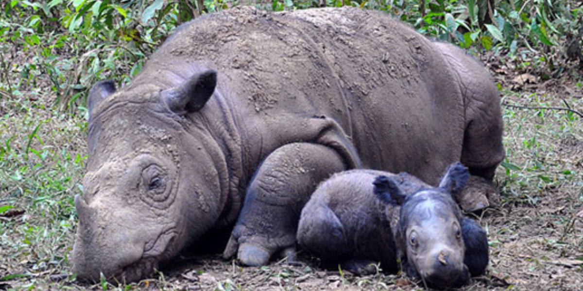 9 Interesting Animals In Indonesia