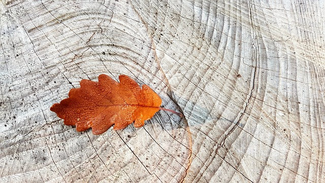 fall, autumn leaves, oak leaf