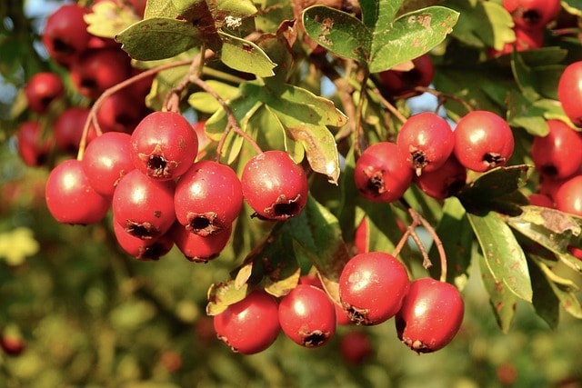 hawthorn, nature, tree