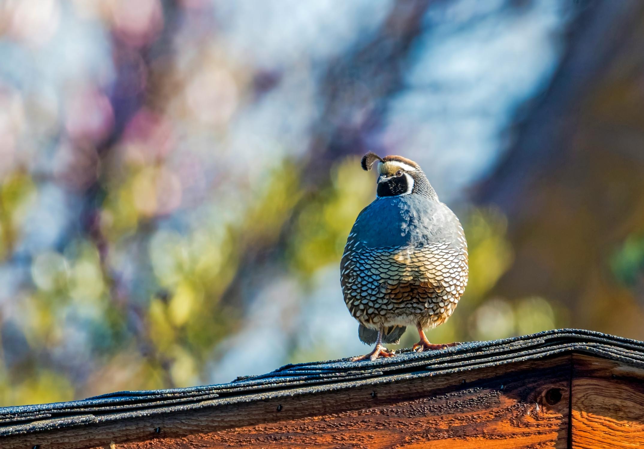 colorful bird on roof shingles