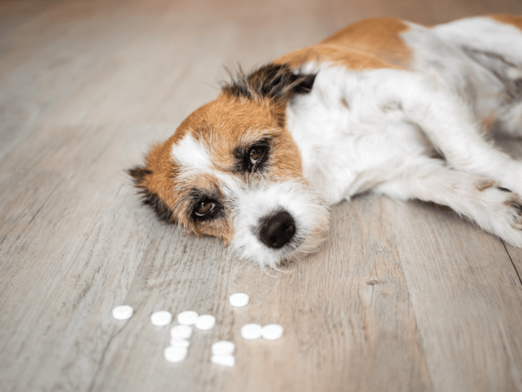 c4951216 5f26 42e8 b665 1d8697f2656b Trazodone for Anxiety in Dogs: A Safe Solution for Calmness