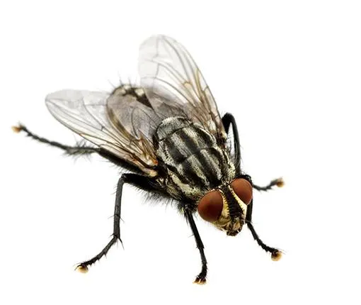 A top-down image of a house fly.