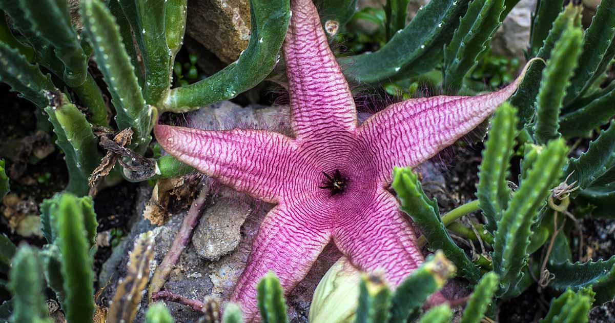 drought tolerant, starfish cacti