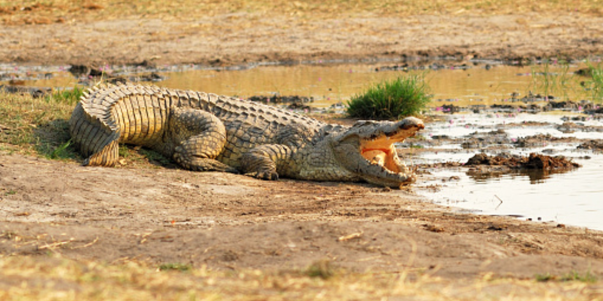 common dangerous animals in africa