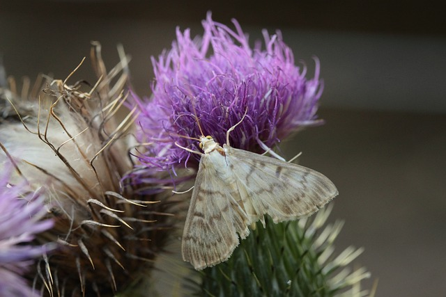 moth, thistle, pollination