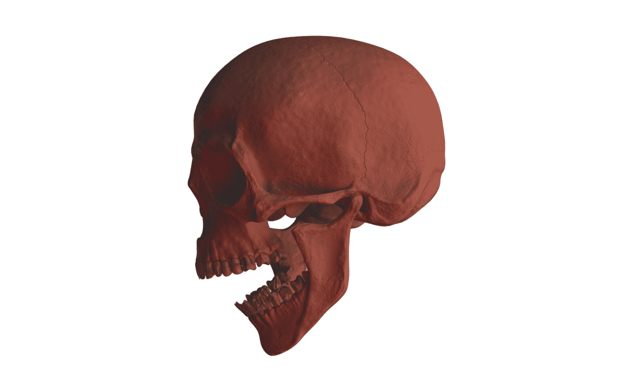 A picture of the human skull fully intact.