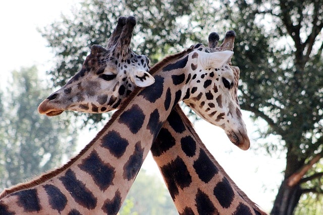 giraffe, few, neck, long, head, ears, pattern, structure, shape, animal, nature, mammal, africa, good, jihlava, safari, love, together, giraffe, giraffe, giraffe, giraffe, giraffe