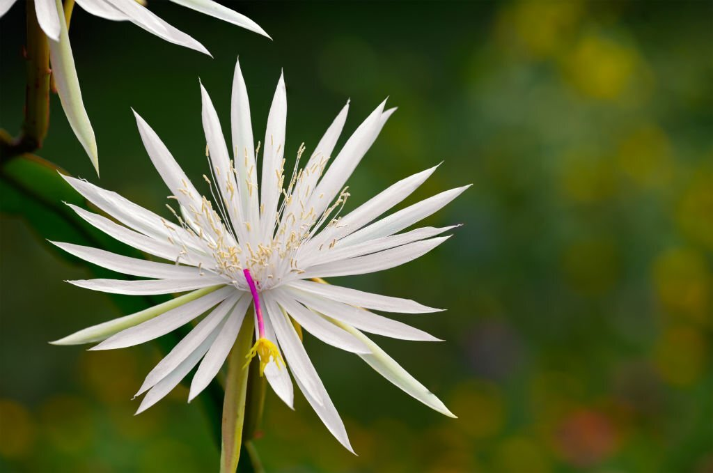 Hooker's Orchid Cactus