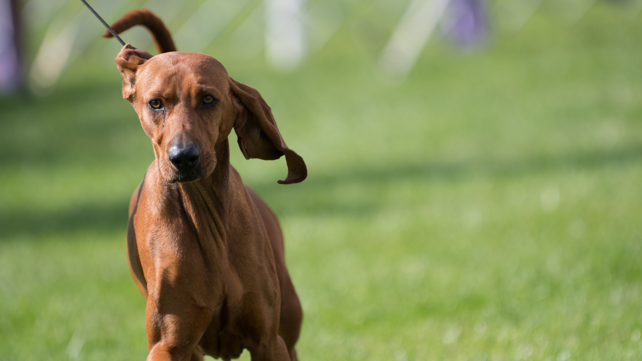 An adult redbone running in an obstacle course