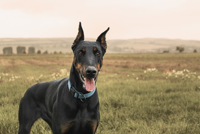 doberman, pinscher, dog
