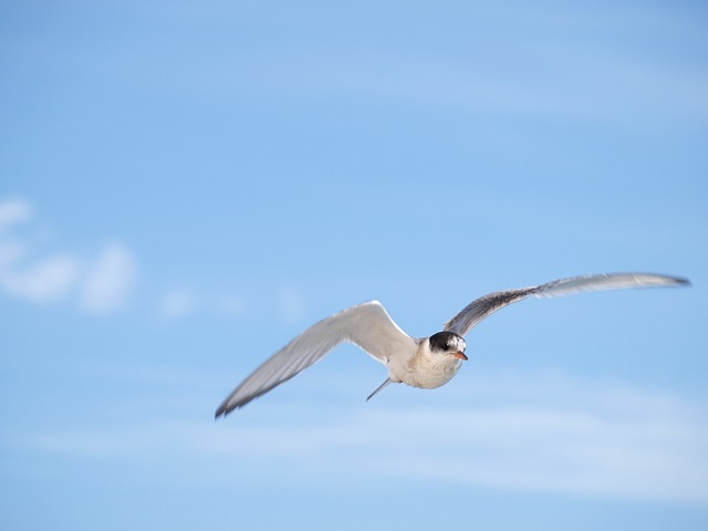 gull, iceland, bird