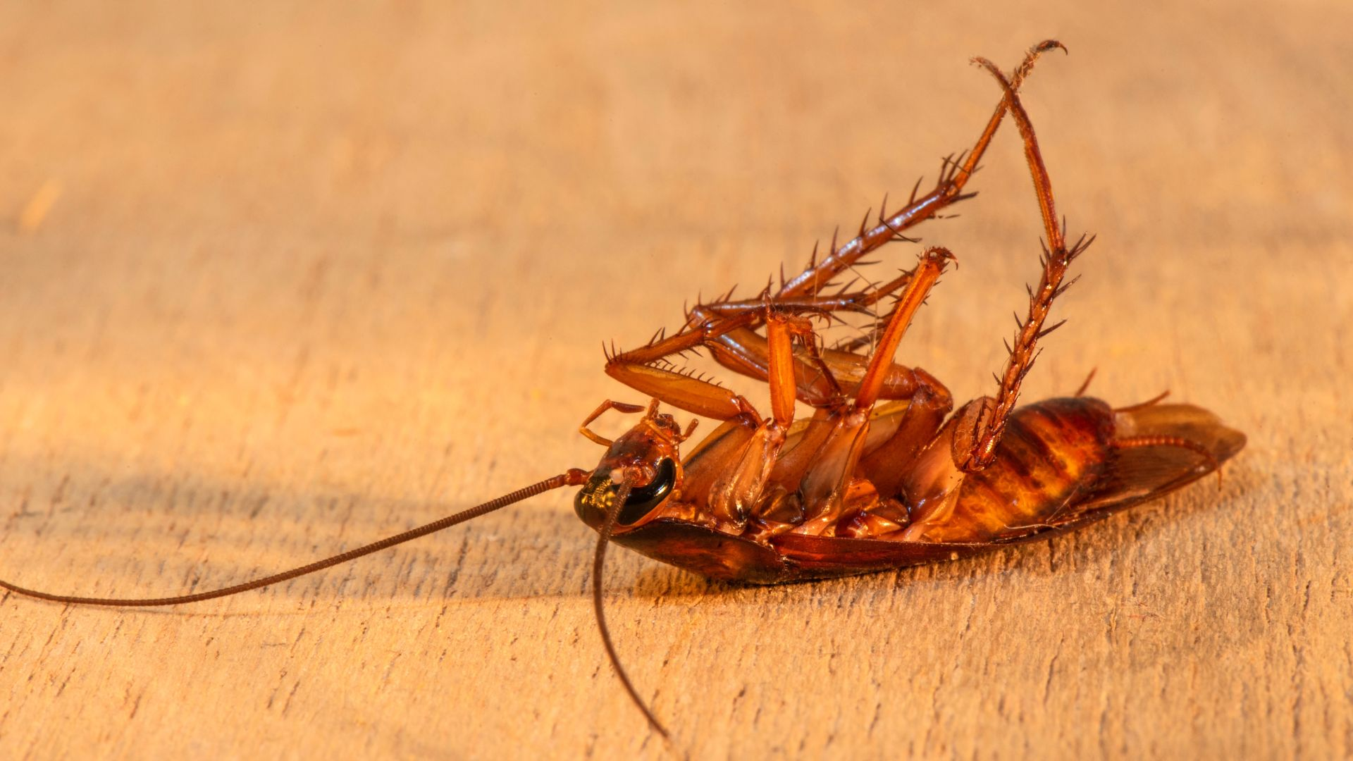 An image of a dead American cockroach on a wooden surface.