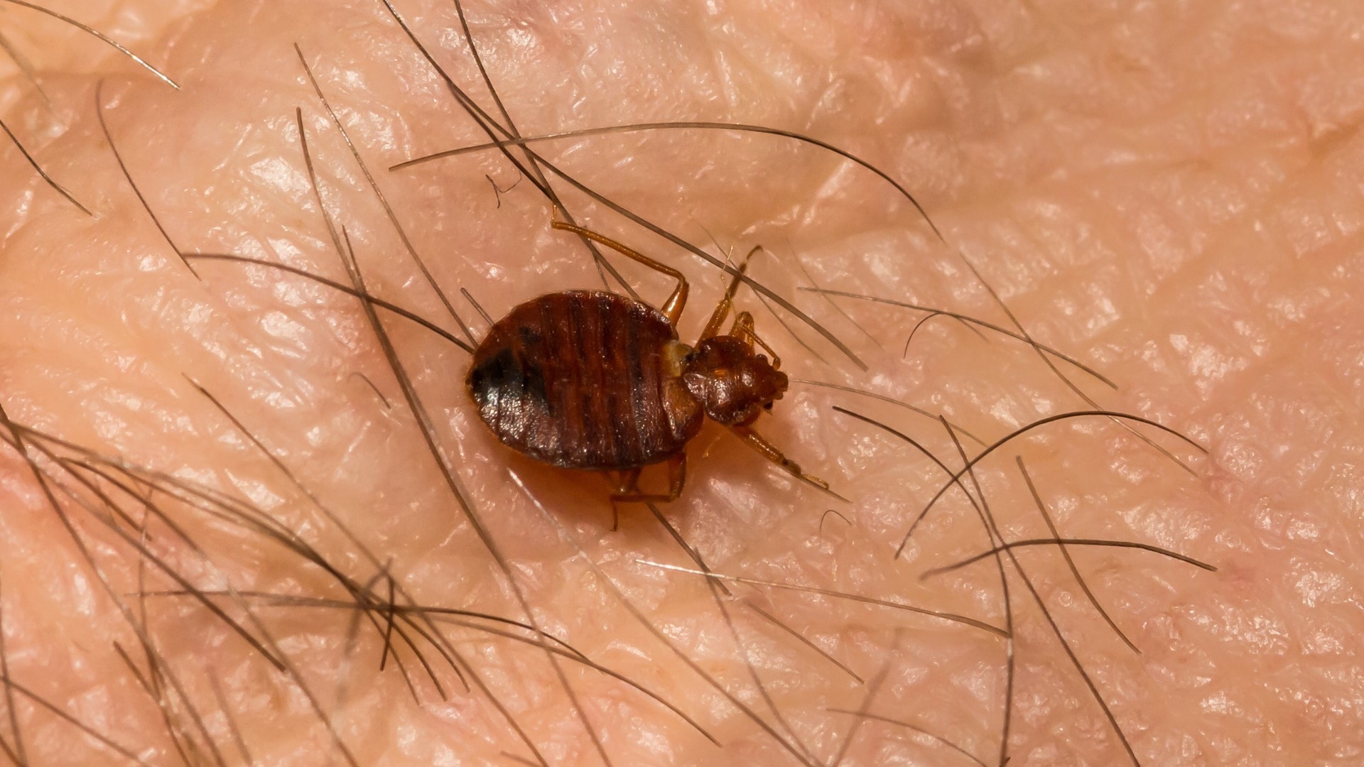 A bed bug feeding on human blood.