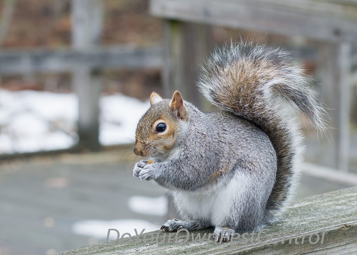 How To Get Rid Of Squirrels  Do-It-Yourself Pest Control