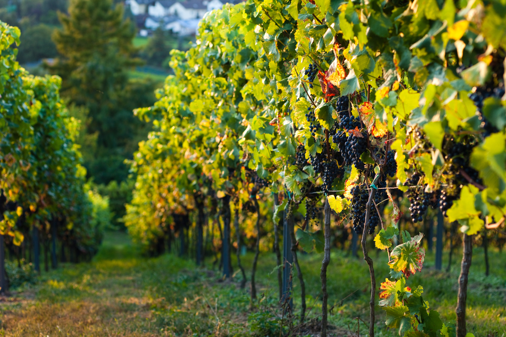 Wineries in the Italian speaking canton, Ticino.