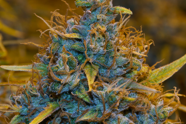 A close-up image of the Crunch Berries strain plant with vibrant green leaves and purple buds growing in a garden.
