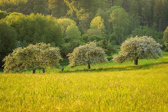 A bright green spring meadow, comparing the colours of autumn to the other seasons.