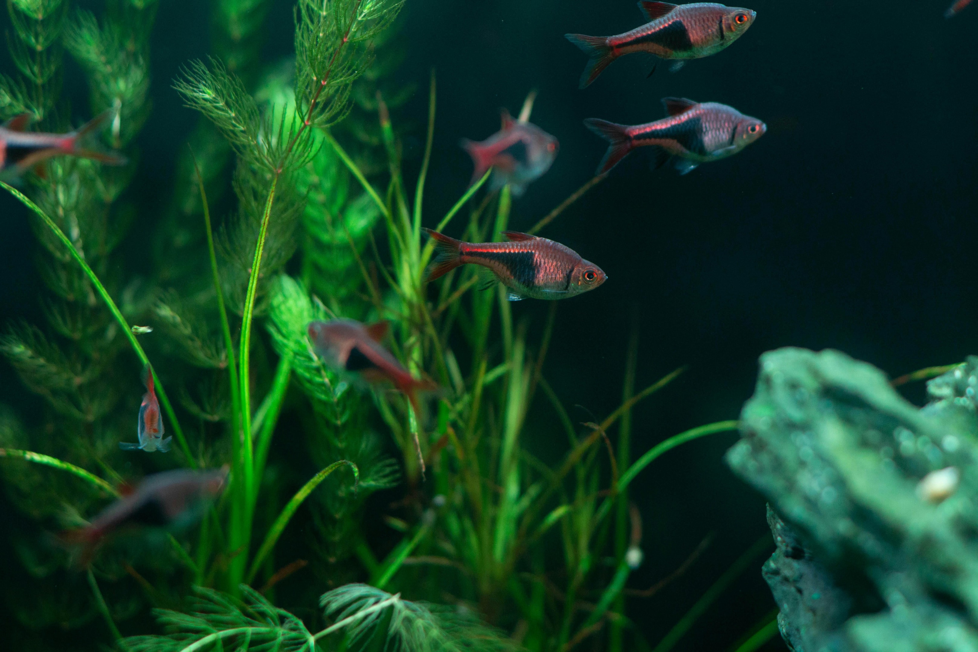 Freshwater greenery play a crucial role in a healthy aquarium