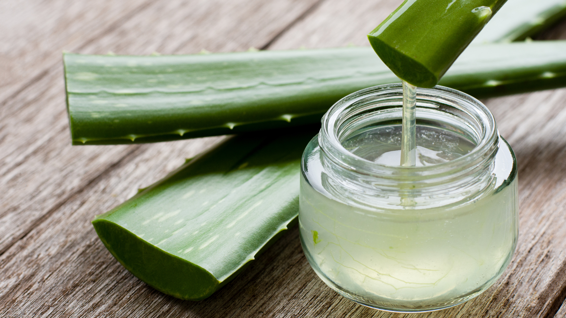 Aloe Vera Pferd, Pflanze