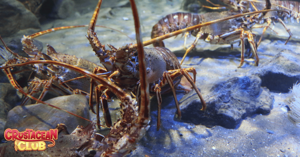 Lobster in the water