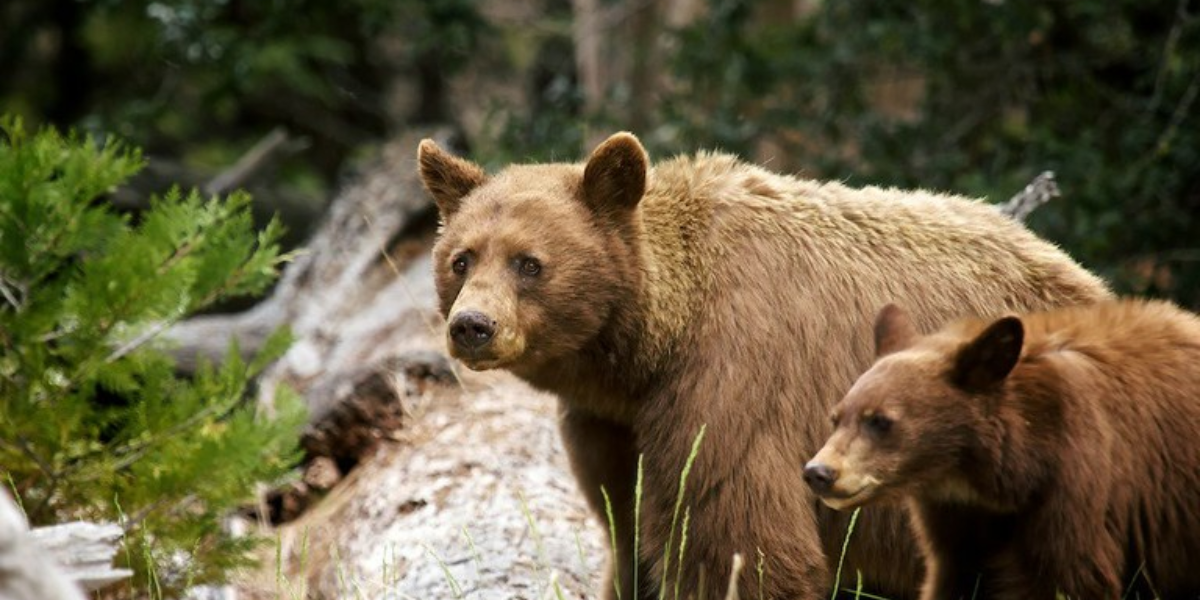 interesting animals in yosemite