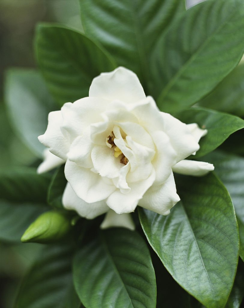 Gardenia