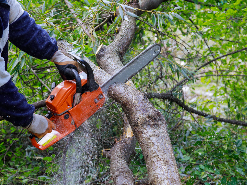 Picture of a tree branch cutter working on excess branches.