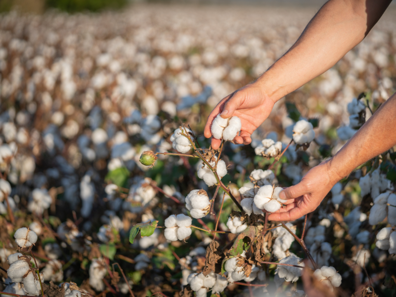 an illustration of a organic cotton i