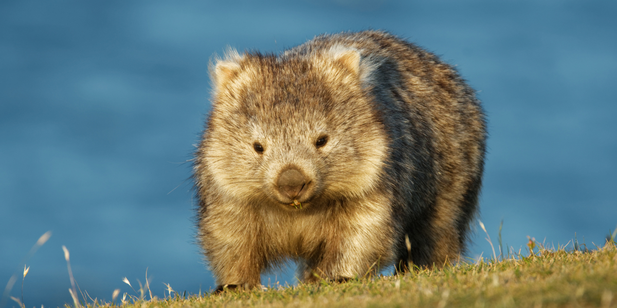 interesting animals in tasmania