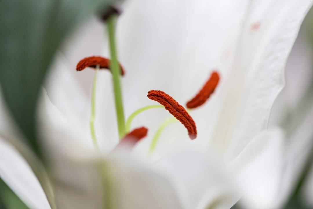 Fragrant lilies, sweet fragrance of true lilies, cut flowers by Flower Guy