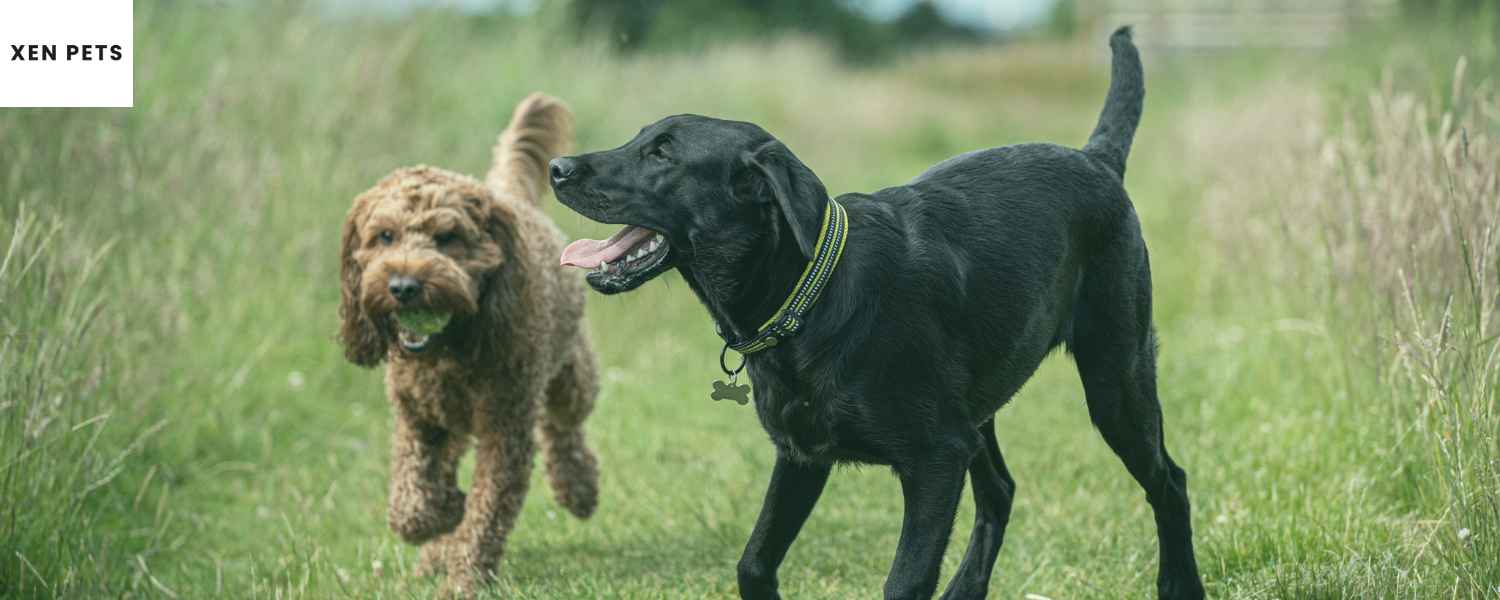 dog playing fetch in a field of grass