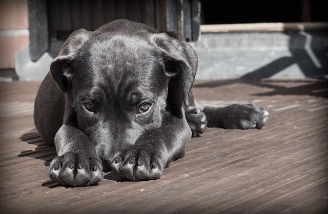 Dog keeps biting discount but no fleas