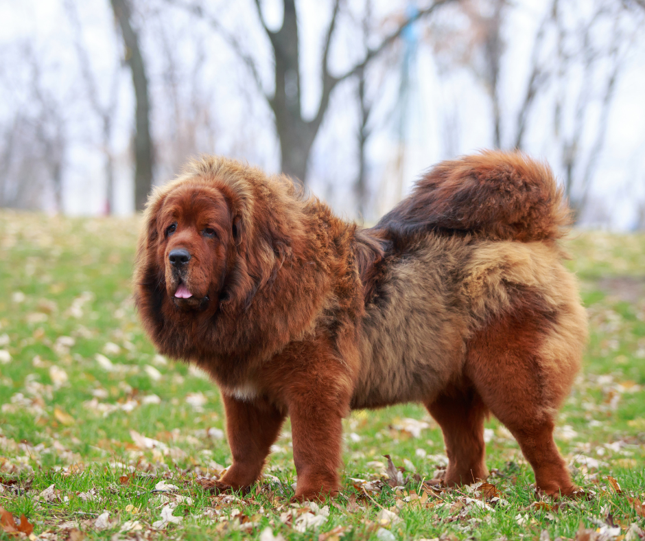 A Sideview of a Tibetan Mastiff