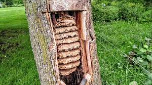 European Hornets Wasps Massive swarm Removal Inside tree - YouTube